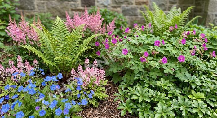 Trvalkový záhon do stínu Svah ve stínu - Svah ve stínu