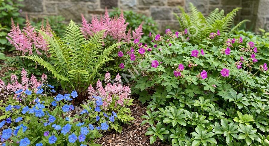 Trvalkový záhon do stínu Svah ve stínu - Svah ve stínu