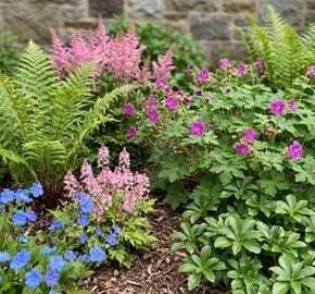 Trvalkový záhon do stínu Svah ve stínu