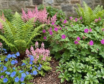 Trvalkový záhon do stínu Svah ve stínu