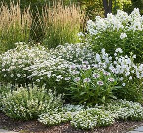 Trvalkový záhon na slunce Tón v tónu - bílá