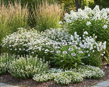 Trvalkový záhon na slunce Tón v tónu - bílá