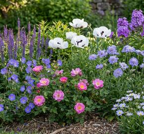 Trvalkový záhon na slunce Venkovská zahrada