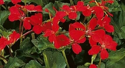 Muškát, pelargonie převislá jednoduchá 'Grand Idols Glory Days Red Orange Bicolor' - Pelargonium peltatum 'Grand Idols Glory Days Red Orange Bicolor'