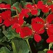 Muškát, pelargonie převislá jednoduchá 'Grand Idols Glory Days Red Orange Bicolor' - Pelargonium peltatum 'Grand Idols Glory Days Red Orange Bicolor'