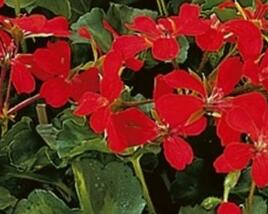 Muškát, pelargonie převislá jednoduchá 'Grand Idols Glory Days Red Orange Bicolor'