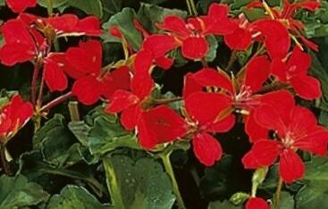 Muškát, pelargonie převislá jednoduchá 'Grand Idols Glory Days Red Orange Bicolor'