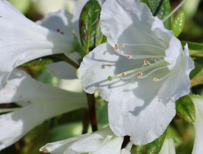 Azalka japonská 'Bloom Champion White' - Azalea japonica 'Bloom Champion White'