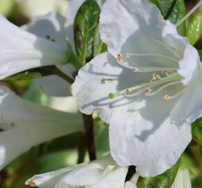 Azalka japonská 'Bloom Champion White' - Azalea japonica 'Bloom Champion White'