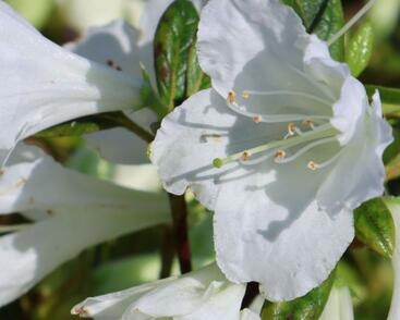 Azalka japonská 'Bloom Champion White'
