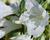 Azalka japonská 'Bloom Champion White'