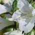 Azalea japonica 'Bloom Champion White'.jpg
