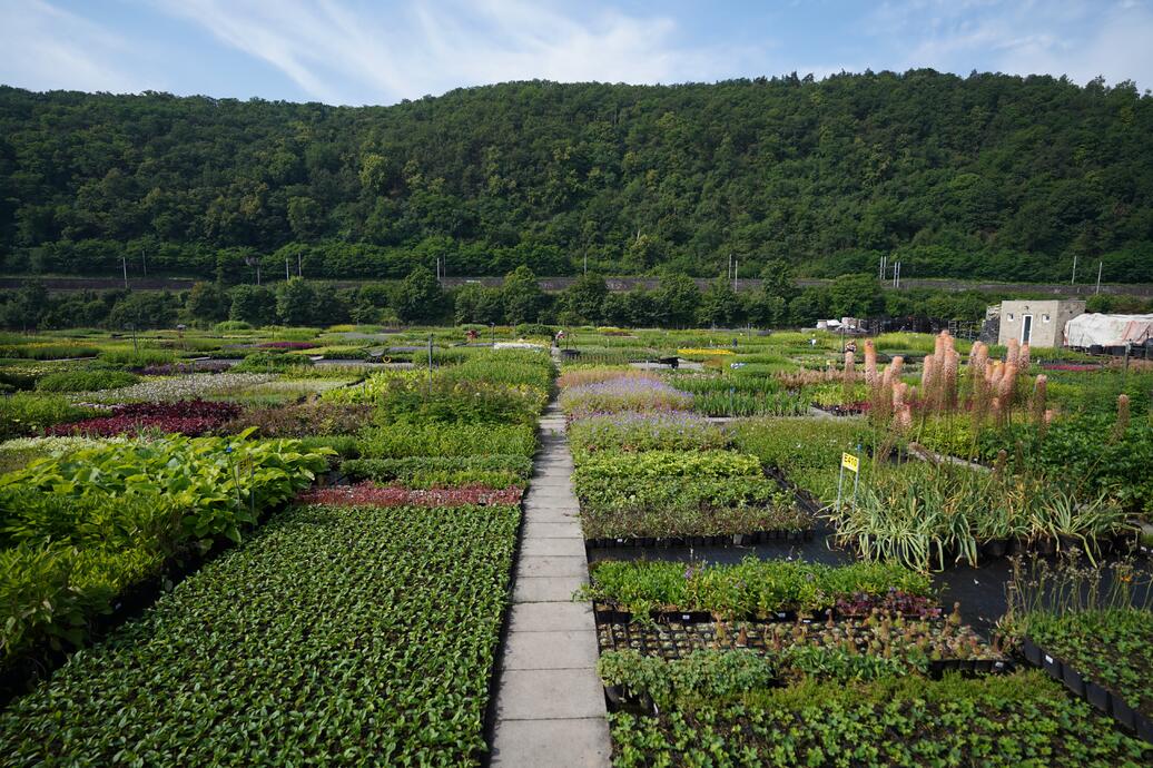 jarní sezóna ve flosu