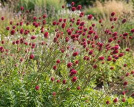 Krvavec 'Can be Raspberry'