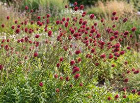 Krvavec 'Can be Raspberry' - Sanguisorba hybrid 'Can be Raspberry'