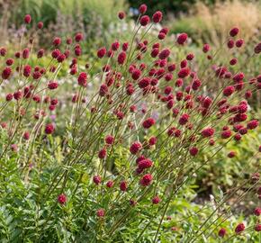 Krvavec 'Can be Raspberry'