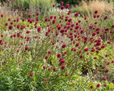 Krvavec 'Can be Raspberry'