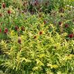 Krvavec toten 'Lemon Splash' - Sanguisorba officinalis 'Lemon Splash'