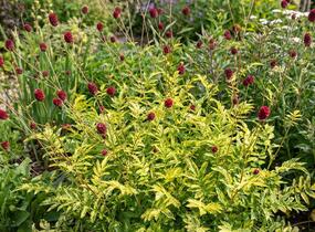 Krvavec toten 'Lemon Splash' - Sanguisorba officinalis 'Lemon Splash'