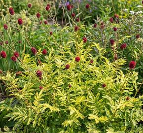 Krvavec toten 'Lemon Splash'