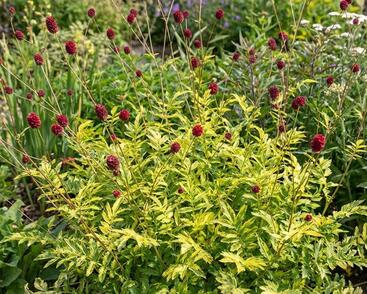 Krvavec toten 'Lemon Splash'