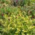 Sanguisorba officinalis 'Lemon Splash'.jpg.jpeg