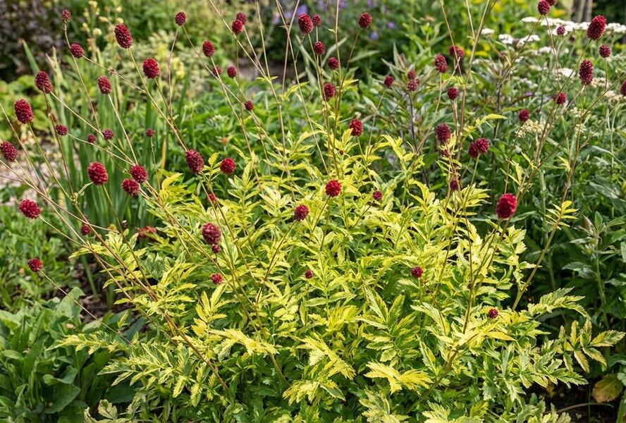 Krvavec toten 'Lemon Splash' - Sanguisorba officinalis 'Lemon Splash'