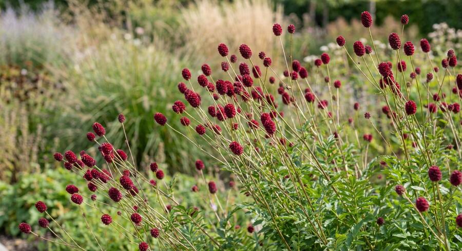Krvavec toten 'Crimson Queen' - Sanguisorba officinalis 'Crimson Queen'