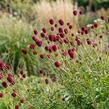 Krvavec toten 'Crimson Queen' - Sanguisorba officinalis 'Crimson Queen'