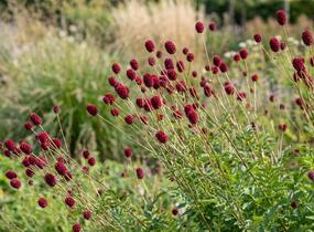 Krvavec toten 'Crimson Queen' - Sanguisorba officinalis 'Crimson Queen'