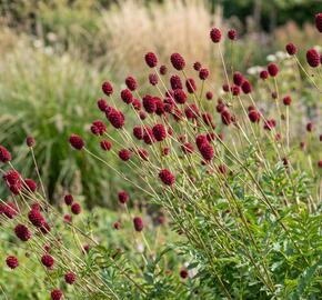 Krvavec toten 'Crimson Queen'