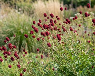 Krvavec toten 'Crimson Queen'