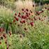 Sanguisorba officinalis 'Crimson Queen'.jpg.jpeg