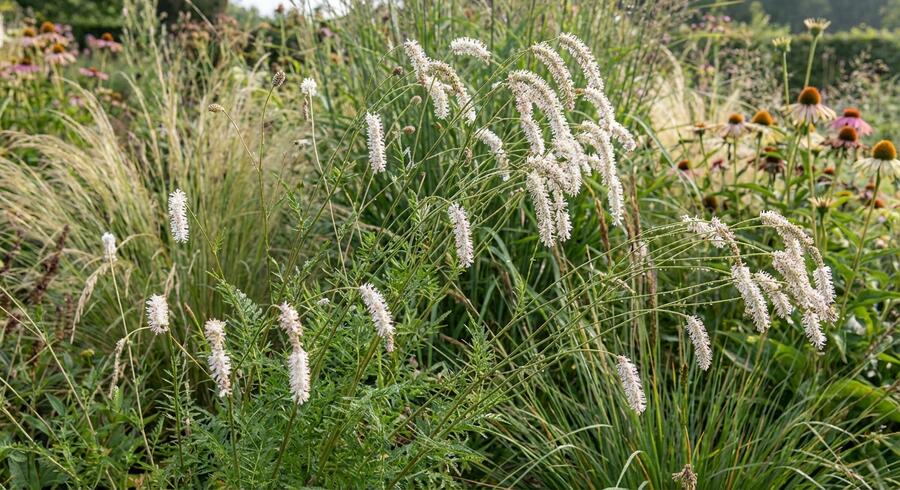 Krvavec jemnolistý 'Delicatesse' - Sanguisorba tenuifolia 'Delicatesse'