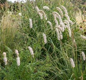 Krvavec jemnolistý 'Delicatesse'