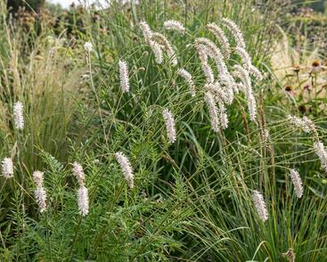 Krvavec jemnolistý 'Delicatesse'