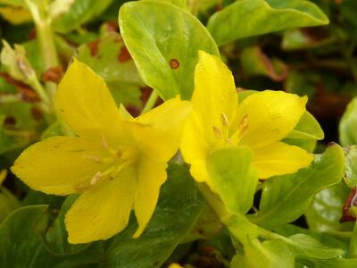 Lysimachia nummularia
