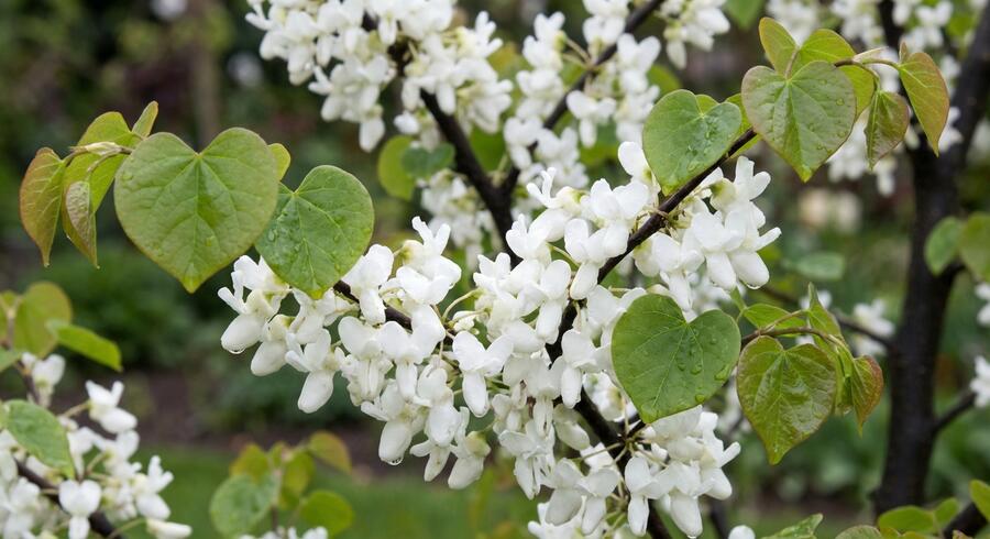 Zmarlika čínská 'Shirobana' - Cercis chinensis 'Shirobana'