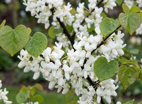 Zmarlika čínská 'Shirobana' - Cercis chinensis 'Shirobana'