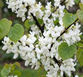 Zmarlika čínská 'Shirobana'