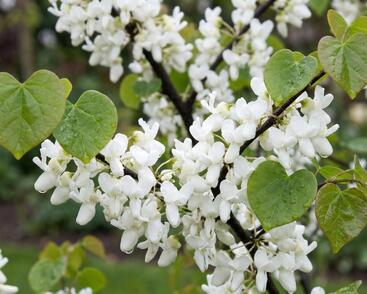 Zmarlika čínská 'Shirobana'