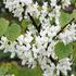 Cercis chinensis 'Shirobana'.jpg.jpeg