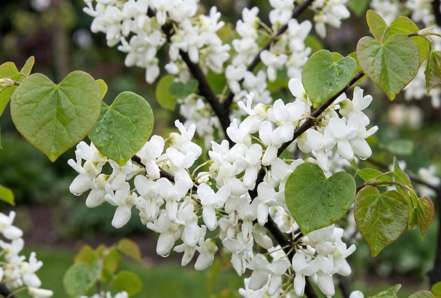 Zmarlika čínská 'Shirobana' - Cercis chinensis 'Shirobana'