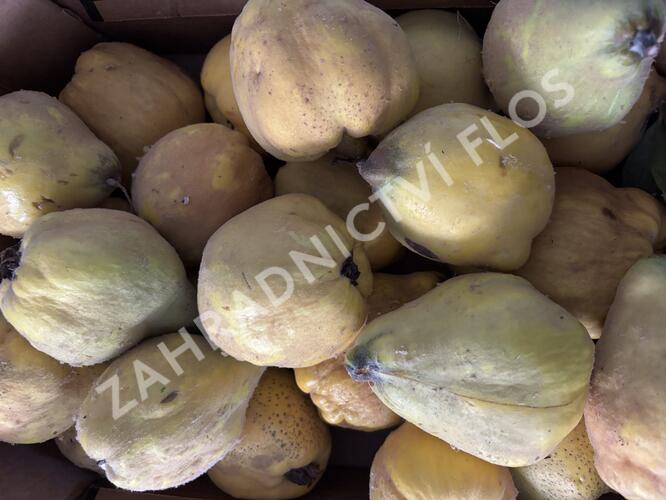 Kdouloň obecná 'Vranja' - Cydonia oblonga 'Vranja'