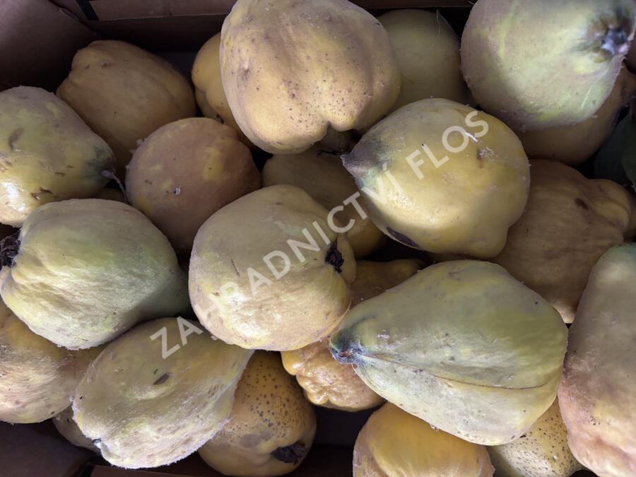 Kdouloň obecná 'Vranja' - Cydonia oblonga 'Vranja'