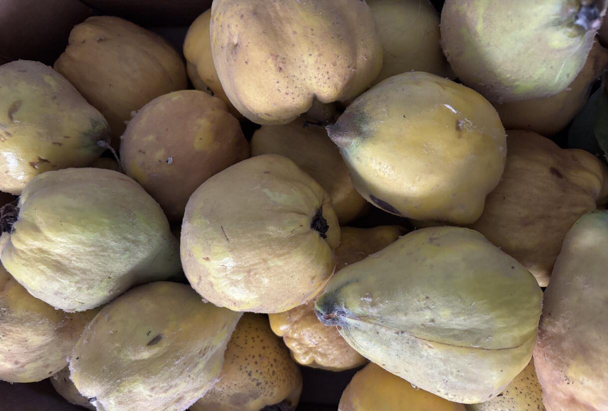 Kdouloň obecná 'Vranja' - Cydonia oblonga 'Vranja'