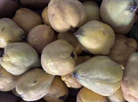 Kdouloň obecná 'Vranja' - Cydonia oblonga 'Vranja'