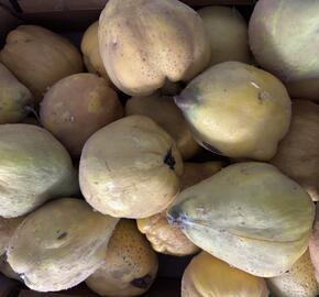 Kdouloň obecná 'Vranja'