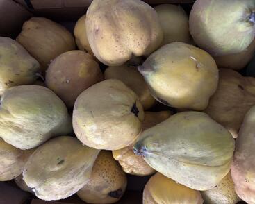 Kdouloň obecná 'Vranja'