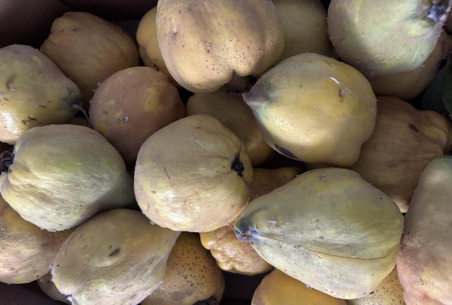 Kdouloň obecná 'Vranja' - Cydonia oblonga 'Vranja'